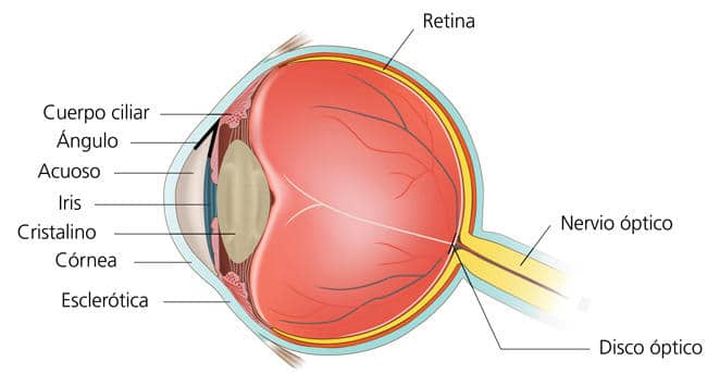 Anatomía del ojo